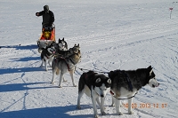 Huskies Erleben